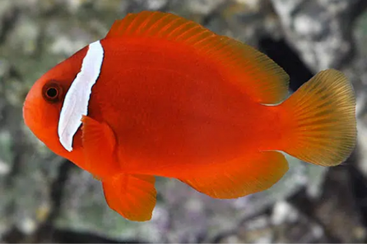 Tomato Clownfish