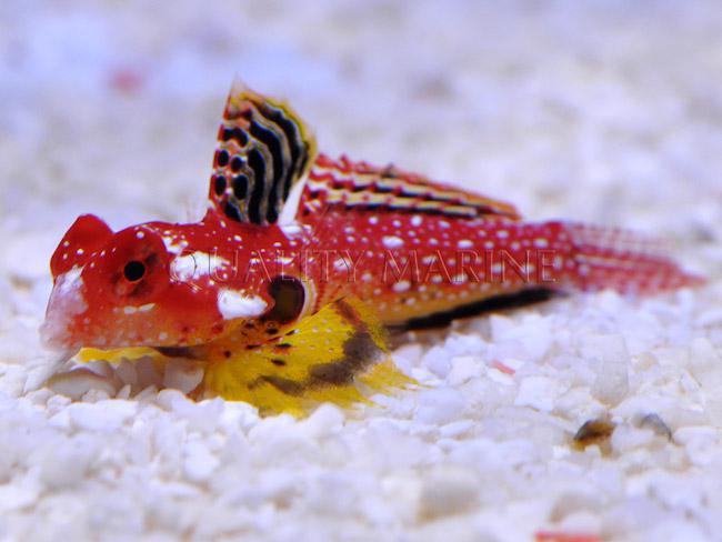 Ruby Red Dragonet