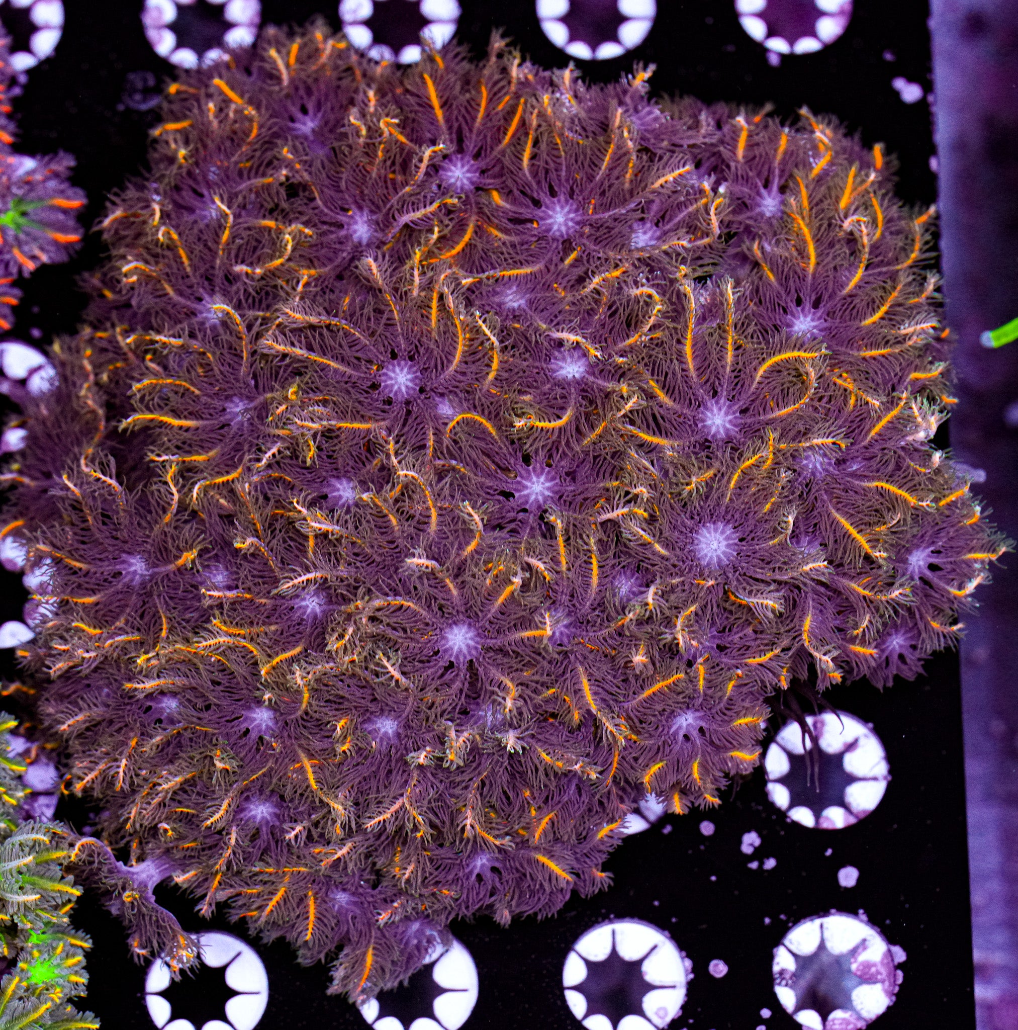 Firework Clove Colony 3