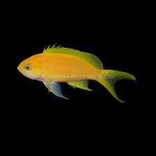 Pink Square Anthias