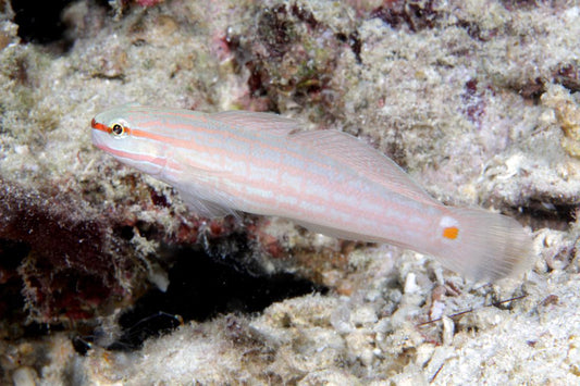 Orangemarked Goby