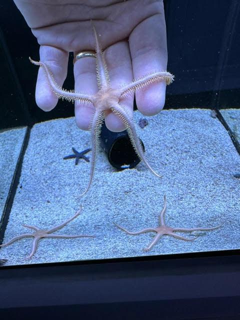 Orange Brittle Starfish