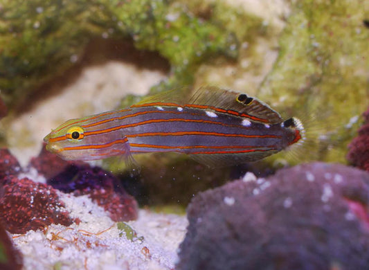 Biota Court Jester Goby