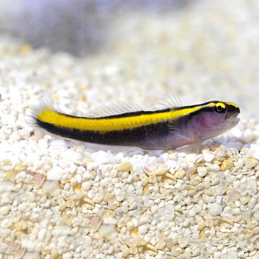 Neon Yellow Cleaner Goby, AC