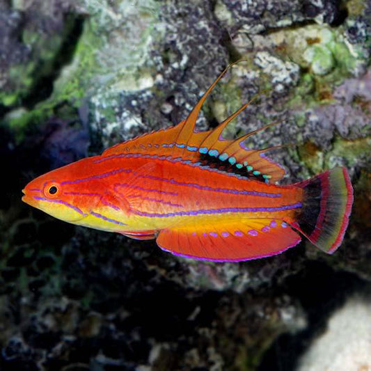 Carpenter Flasher Wrasse