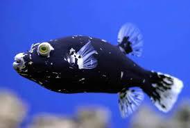 Midnight Puffer