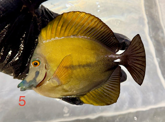 Koi Tang 5