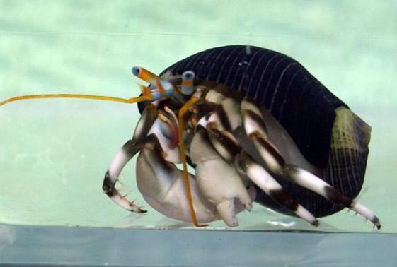 Zebra Reef Hermit Crab