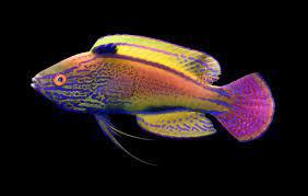 Lineatus Fairy Wrasse