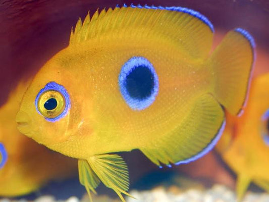 Lemonpeel Angel, Juvenile