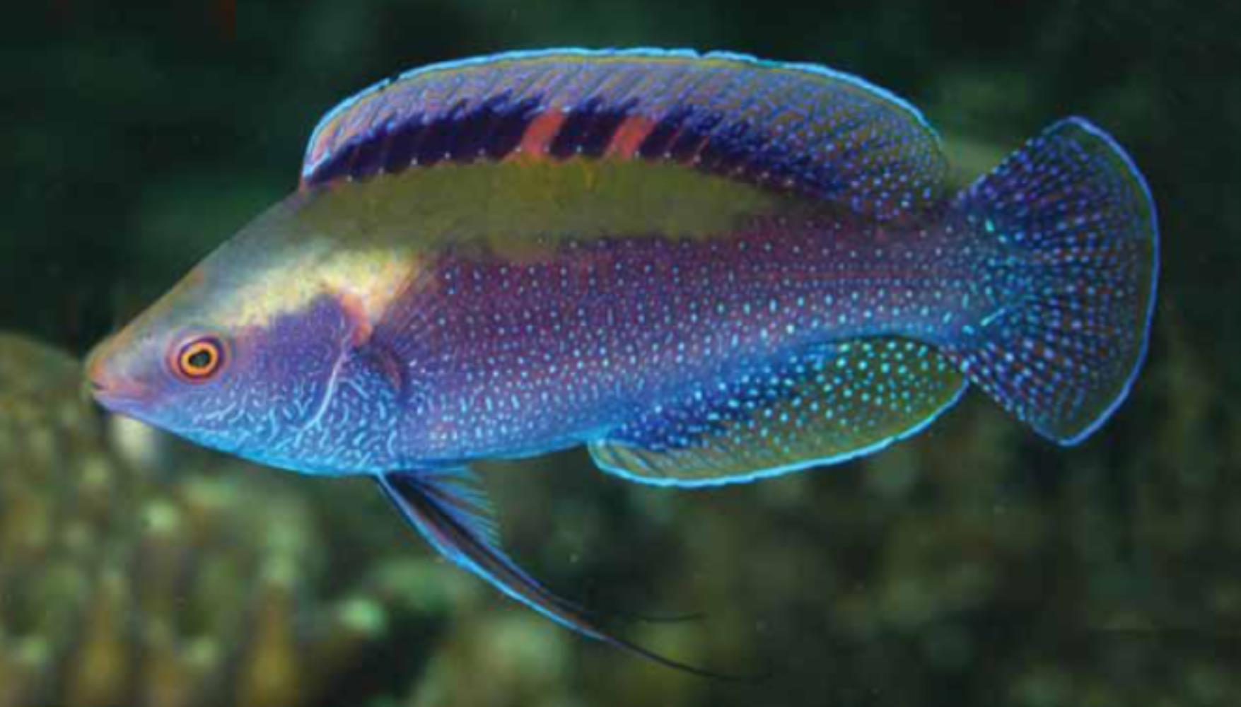 Beau's Fairy Wrasse