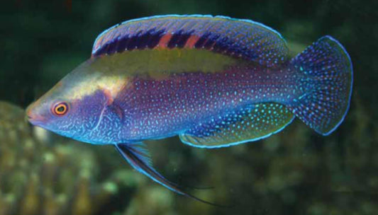 Beau's Fairy Wrasse