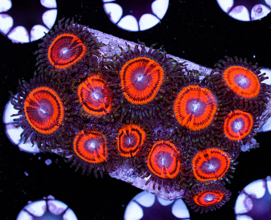 Ultra Paly Mini Colony