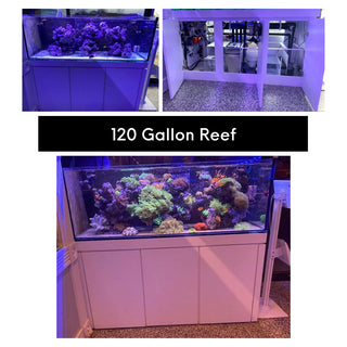 Matt's Corals Showcase Image