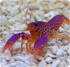 Purple/Orange Reef Lobster