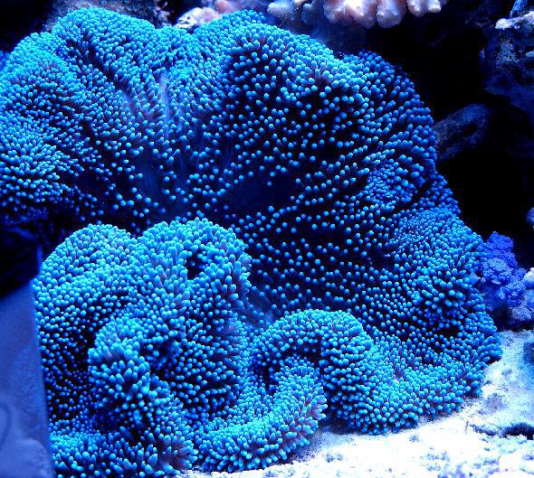 Blue Haddoni Carpet Anemone