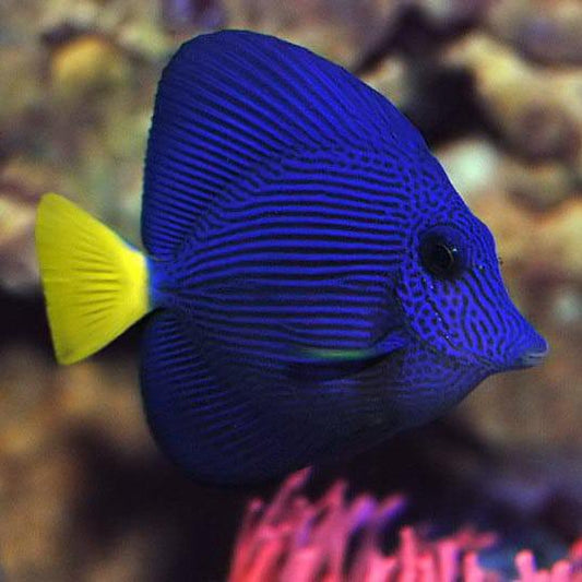 *SHOW* Purple Tang