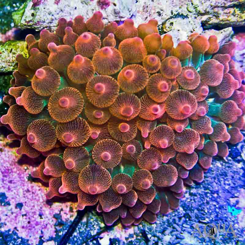 Bubbletip Anemone
