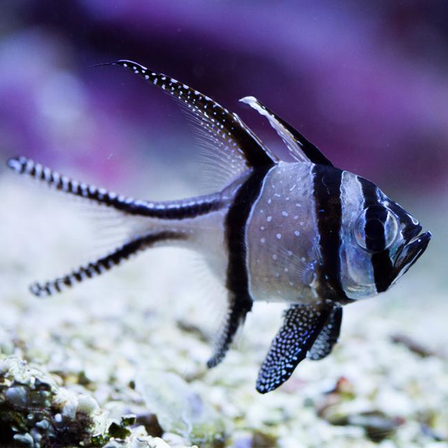 Bangaii Cardinal, Aquacultured