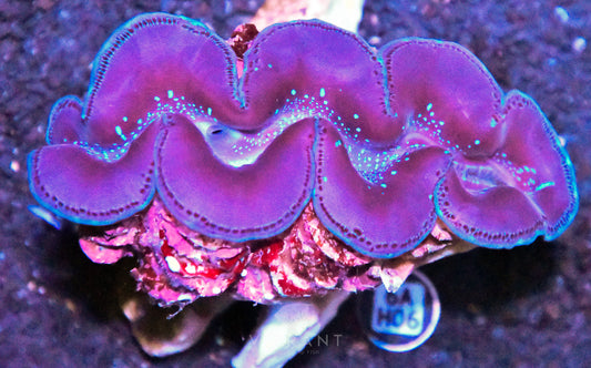 4-5” Aussie Maxima