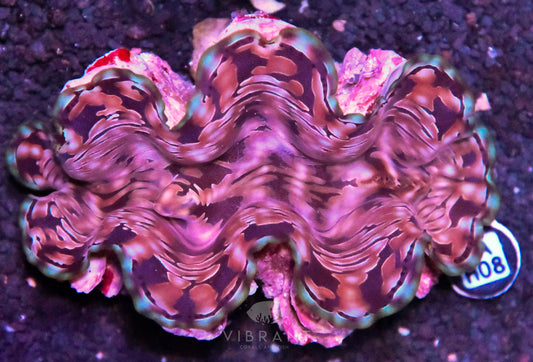 5-6” Aussie Squamosa