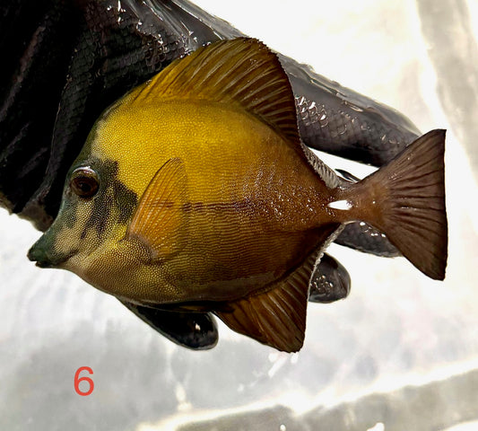 Koi Tang 6