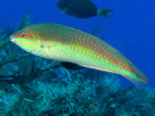 Clown Wrasse