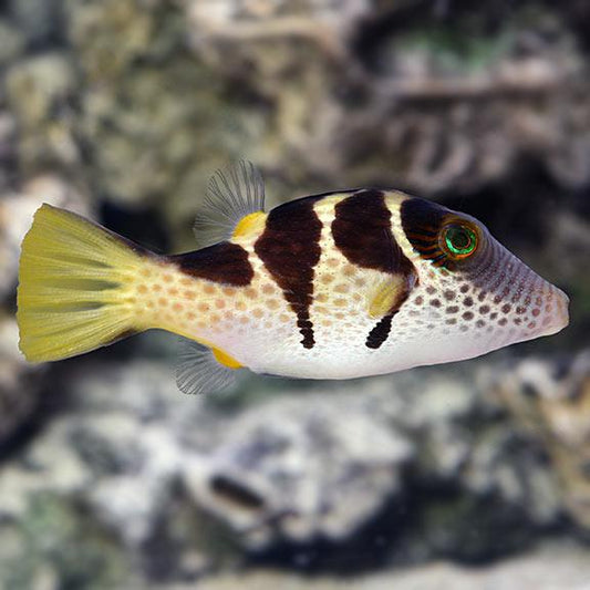 Valentini Pufferfish