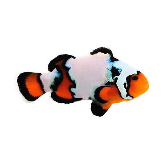 Black Ice Clownfish