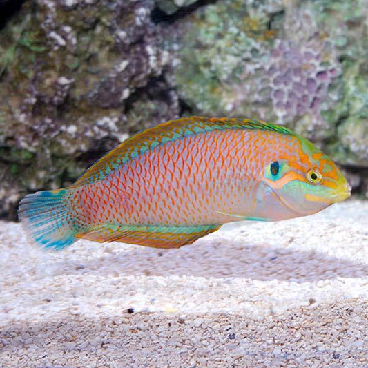 Moyeri Leopard Wrasse