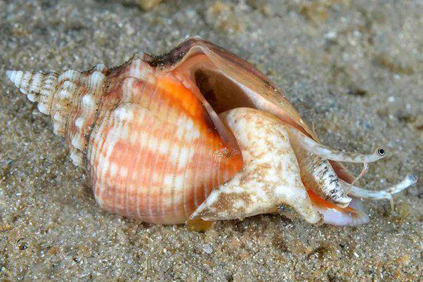 Queen Conch Snail