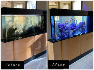 Matt's Corals Showcase Image