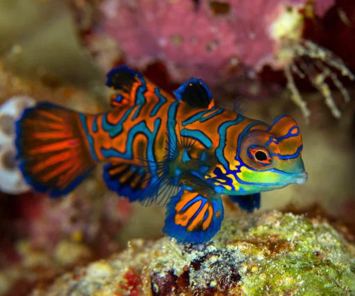 Red Mandarin Goby