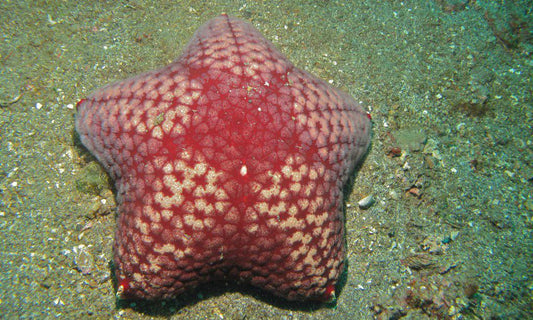 Pillow Sea Star
