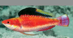 Conde Wrasse