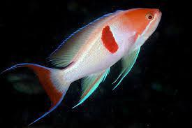 Tri Color Anthias - Male
