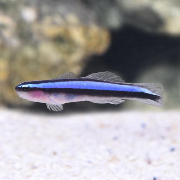Neon Blue Cleaner Goby, AC