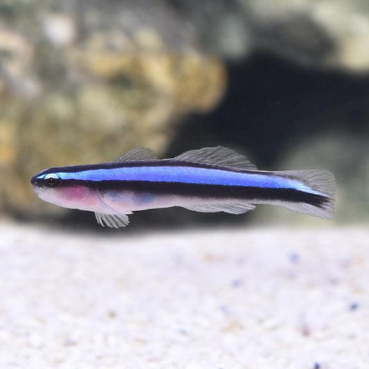 Neon Blue Cleaner Goby, AC