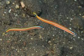 Red Stripe Worm Goby