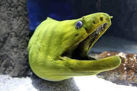 Green Moray Eel