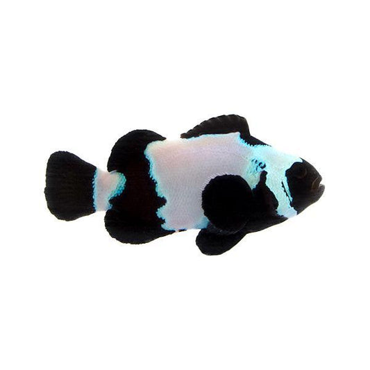 Extreme Black Snowflake Clownfish