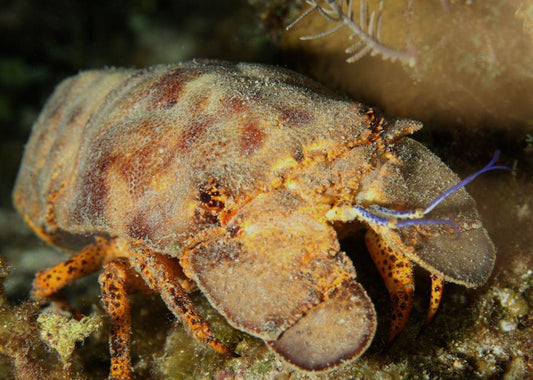 Spanish Slipper Lobster