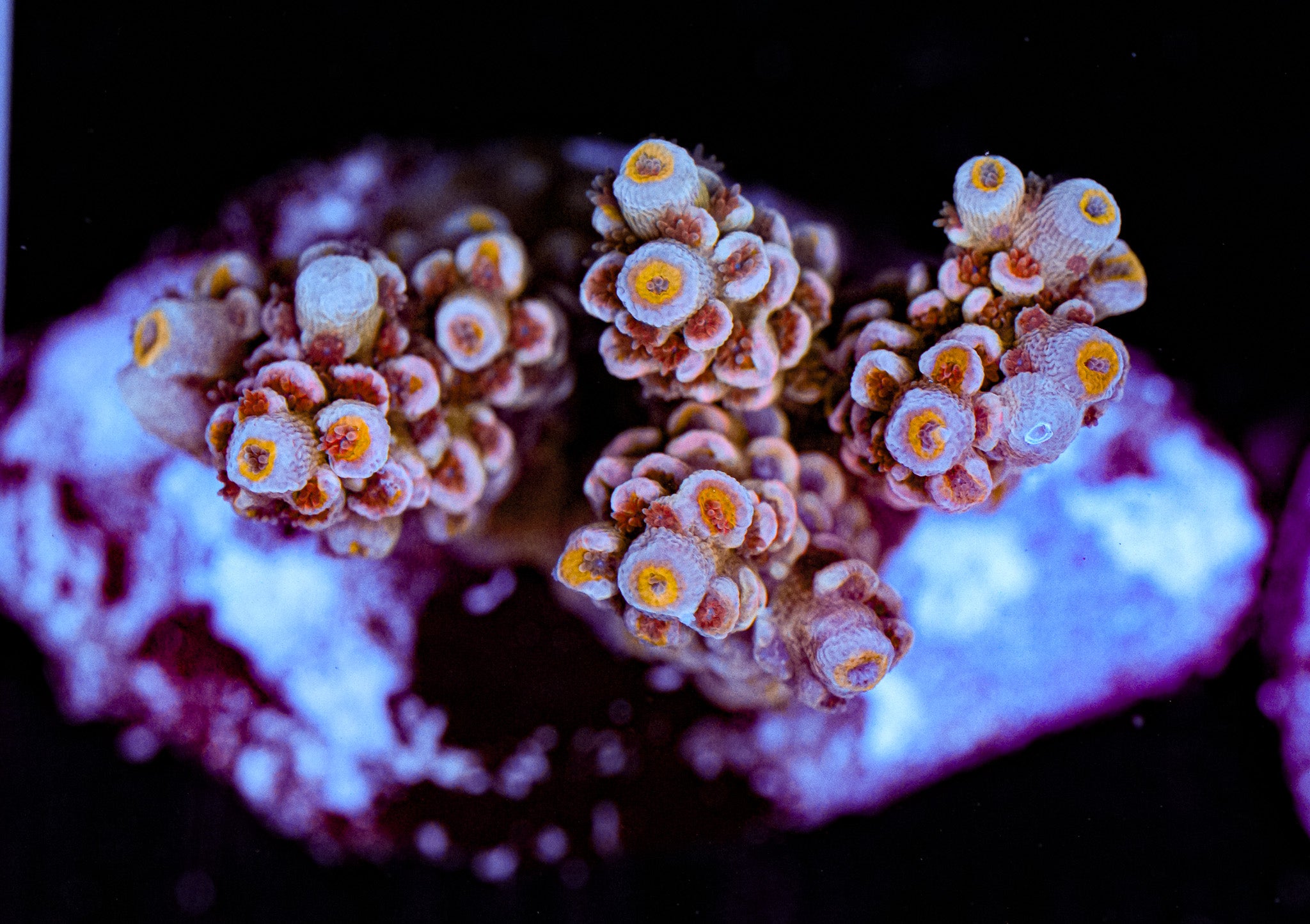 Conditioned Acropora
