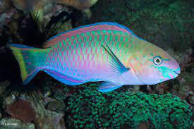 Quoyi Parrotfish XL
