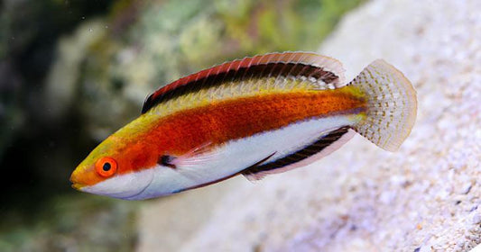 Katherine's Fairy Wrasse