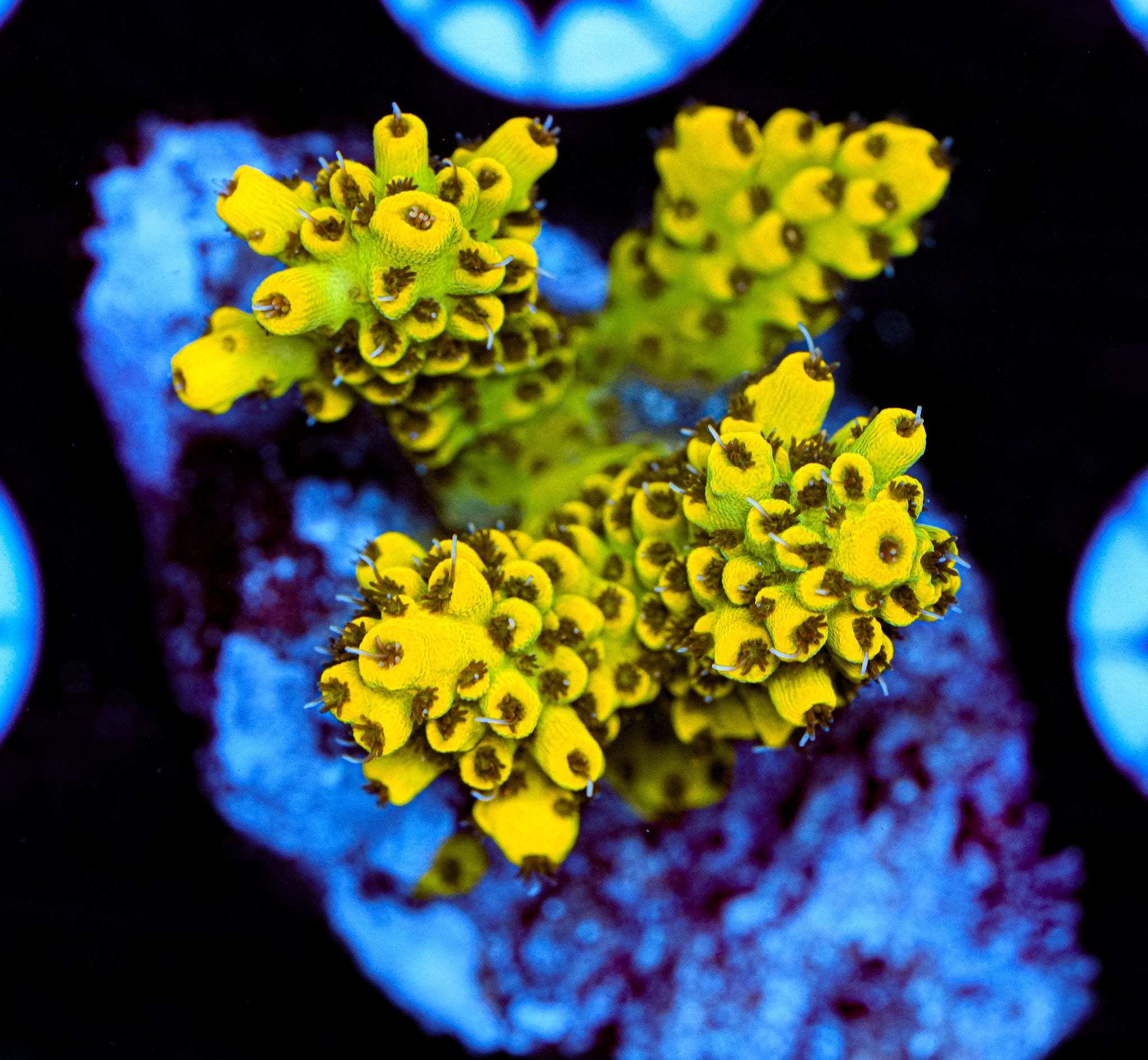 Conditioned Acropora 2