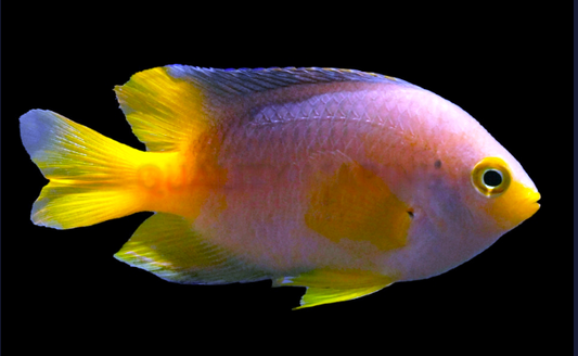 Yellowtail Damselfish