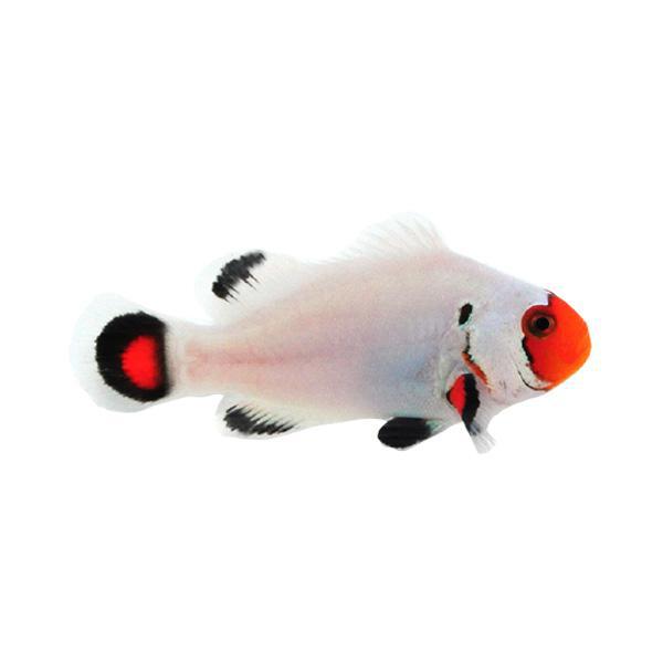 Wyoming White Clownfish