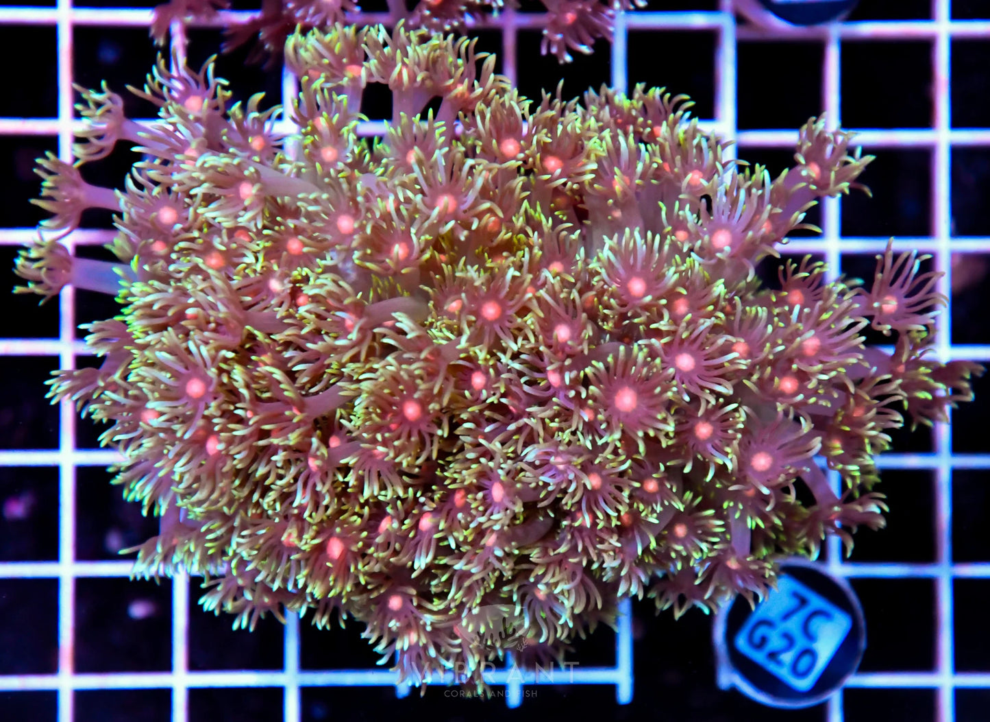 Goniopora INDO W