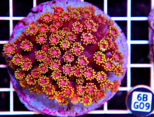 Goniopora INDO